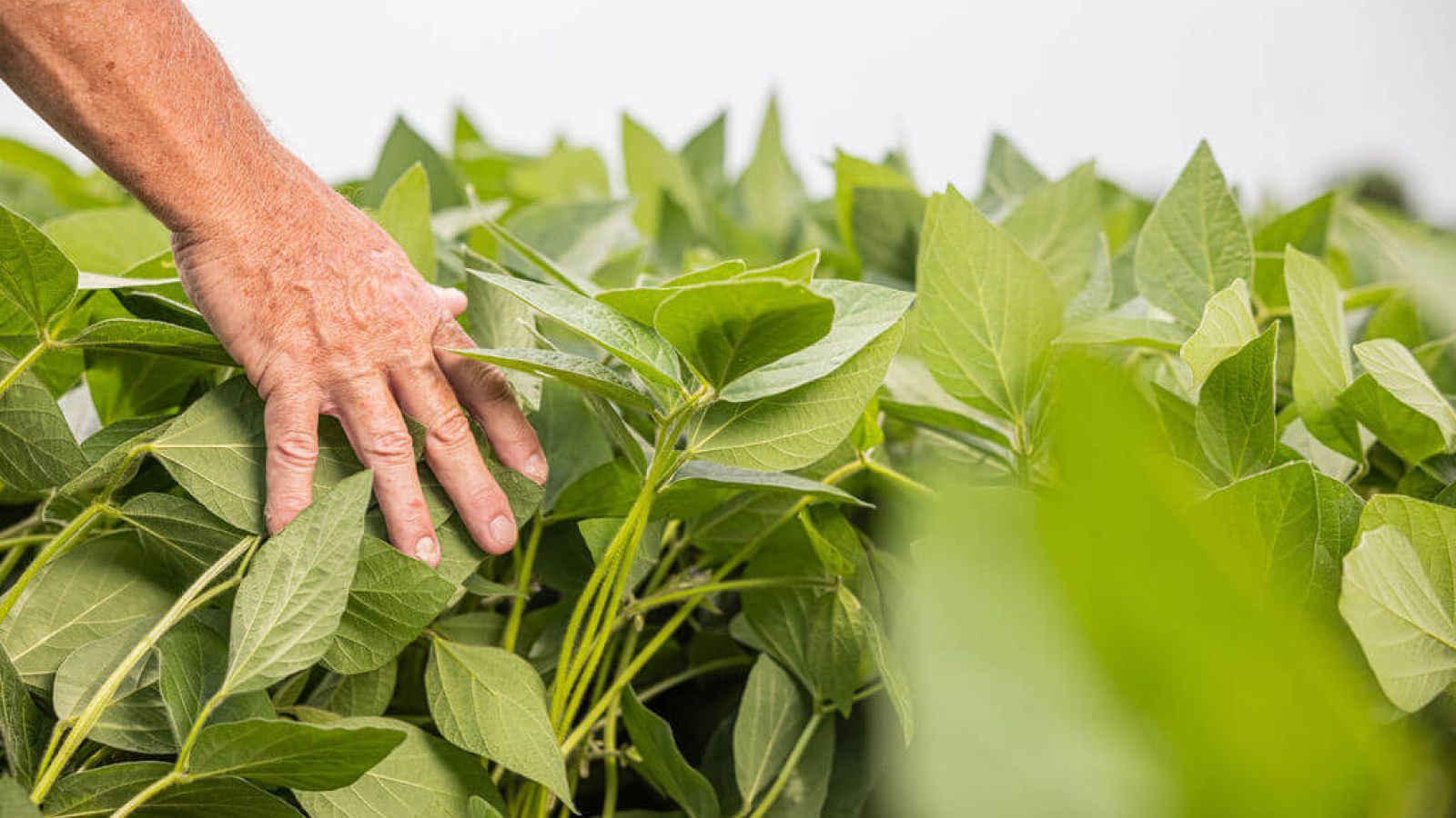 Hand in soybean crop Setterington's Fertilizer Service Ltd.