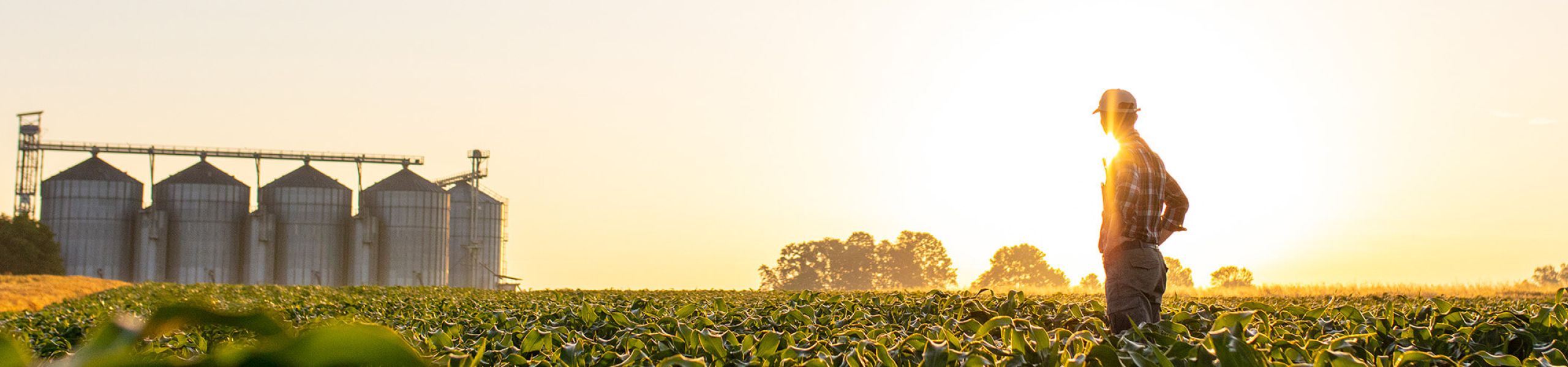 Farmer looking at crop at sunset with silos in the background Setterington's Fertilizer Service Ltd.