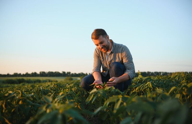 Agronomist working in the field Setterington's 
