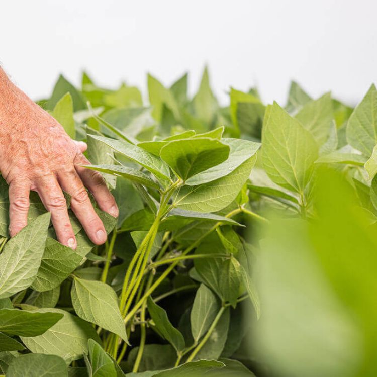 Hand in soybean crop Setterington's Fertilizer Service Ltd.